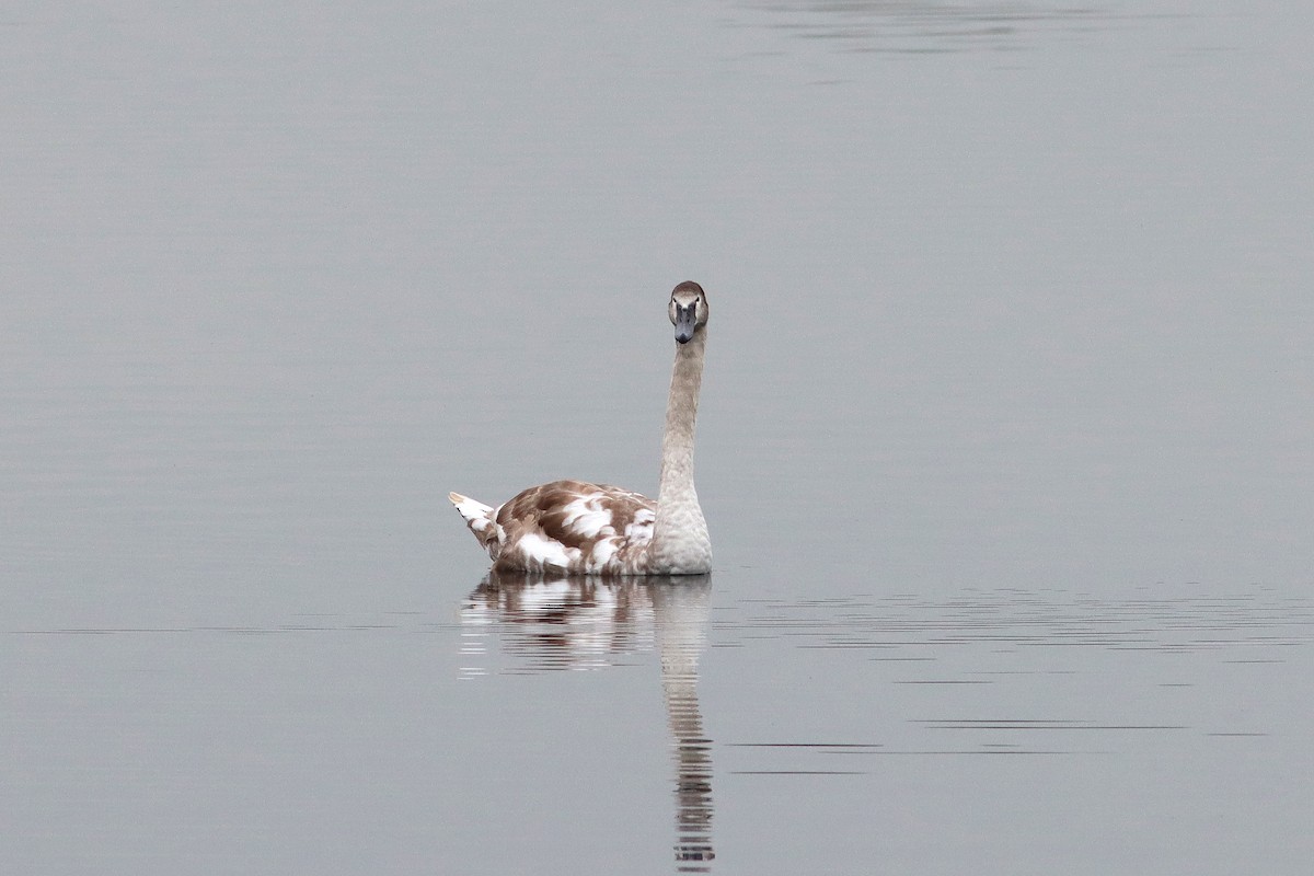 Mute Swan - ML643440822