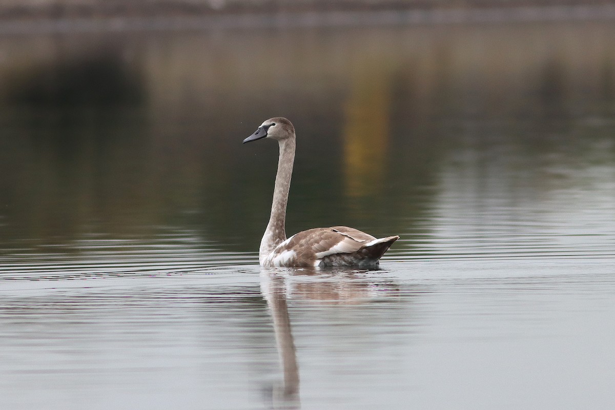 Mute Swan - ML643440824