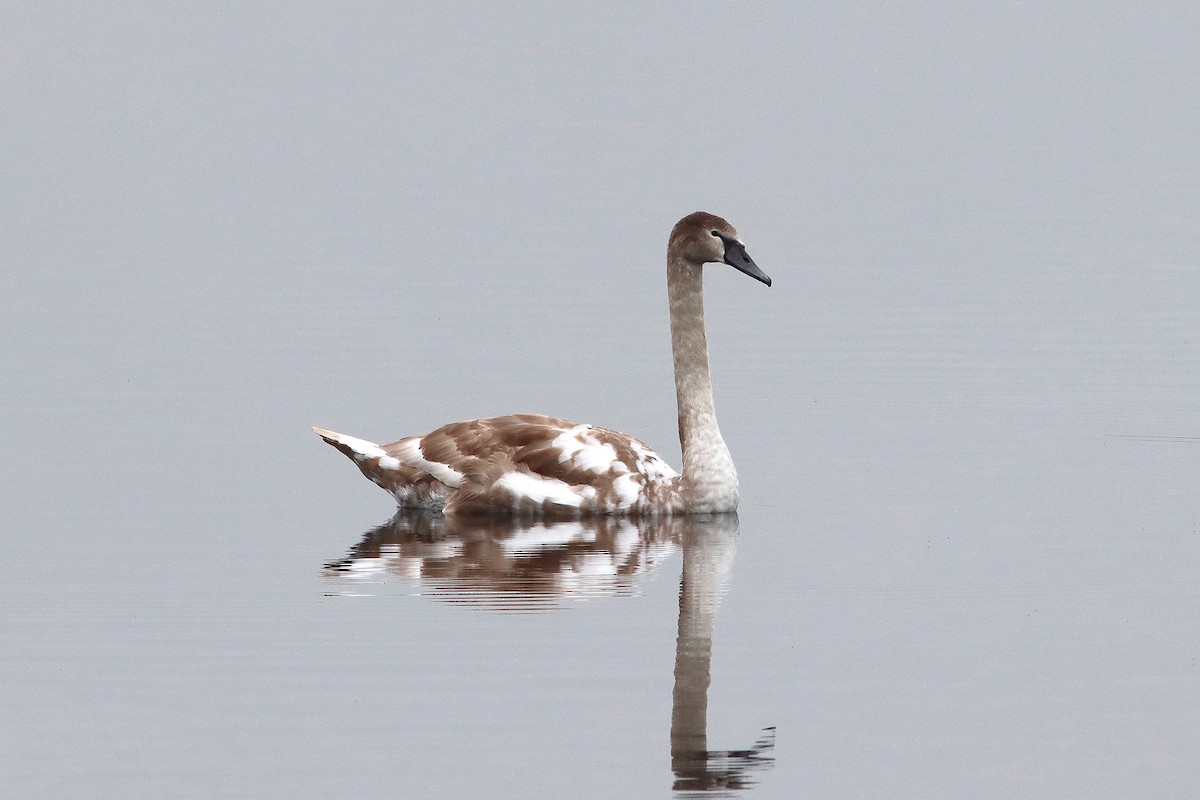 Mute Swan - ML643440825