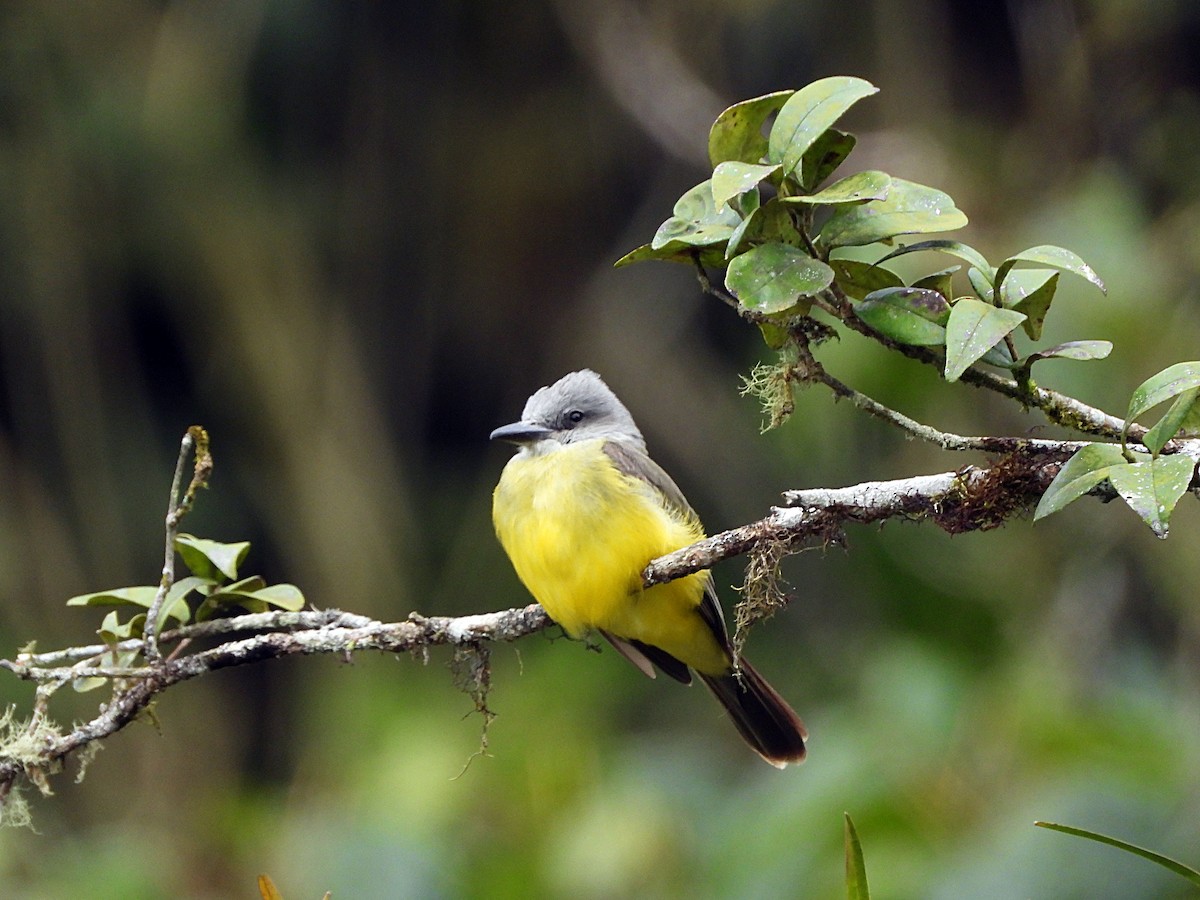 Tropical Kingbird - ML643440827