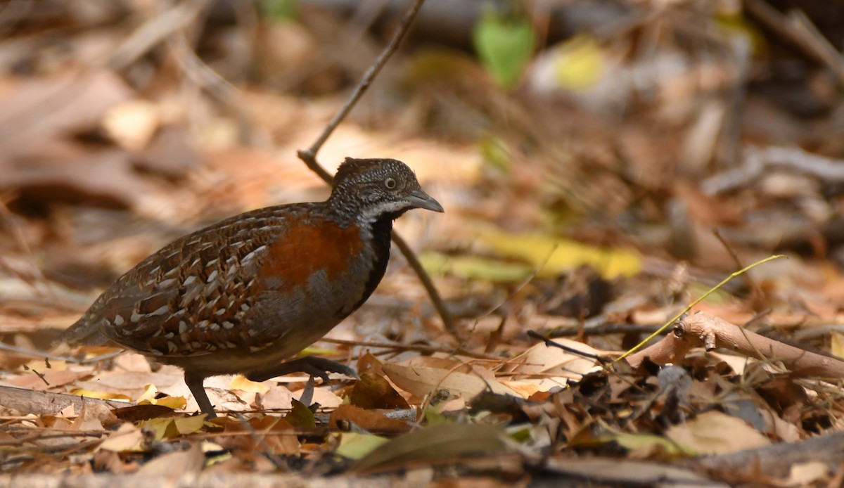 Madagascar Buttonquail - ML643440831