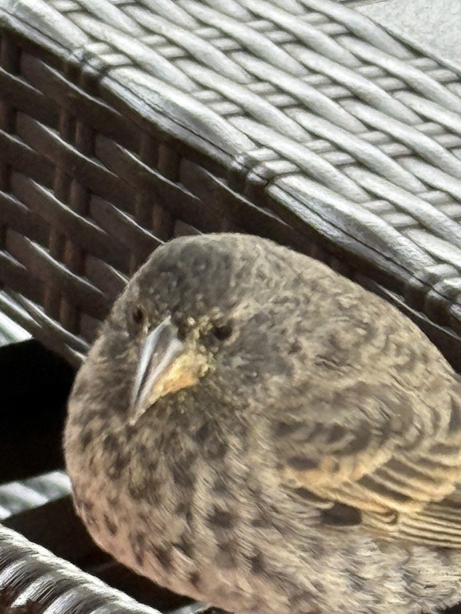 Common Cactus-Finch - ML643440847