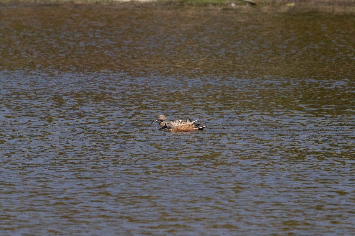 Red Shoveler - ML643440851
