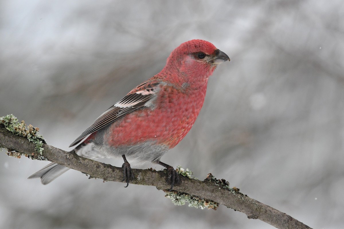 Pine Grosbeak (Eurasian) - ML643440858