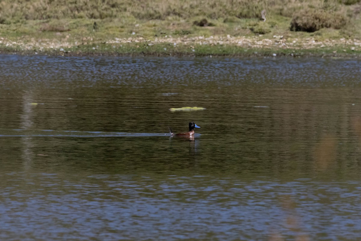 Lake Duck - ML643440860