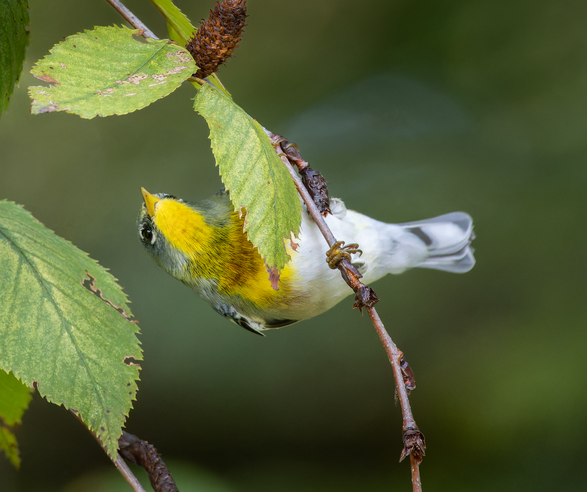 Northern Parula - ML643440861