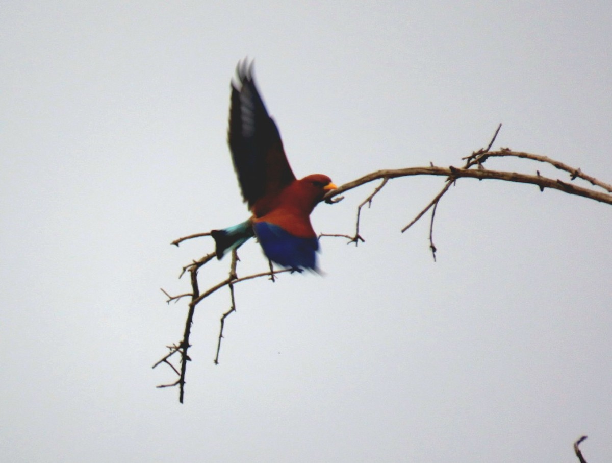 Broad-billed Roller - ML643440862