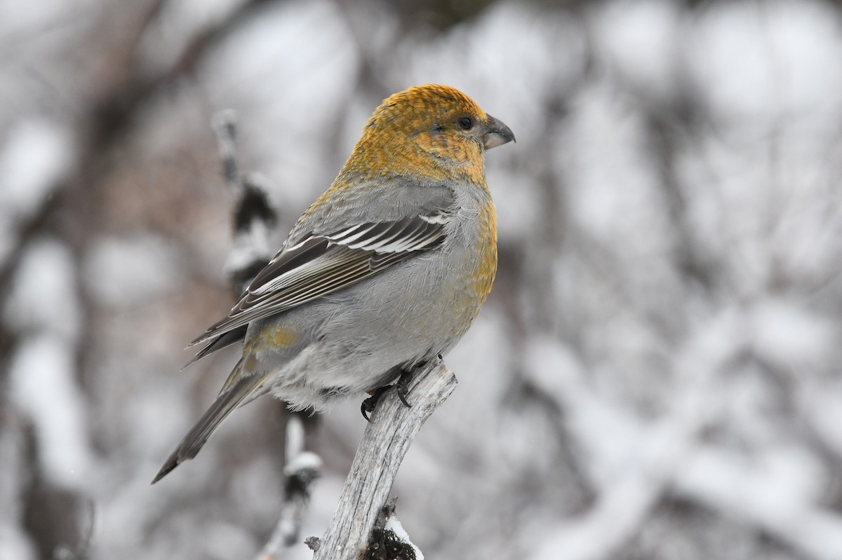 Pine Grosbeak (Eurasian) - ML643440863