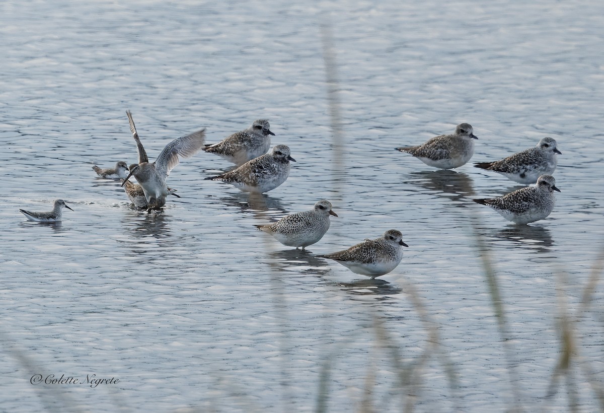 Txirri grisa - ML643440866