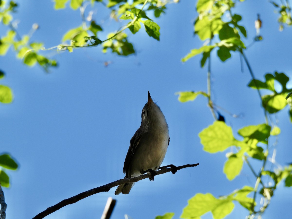 Blue-gray Gnatcatcher - ML643440868