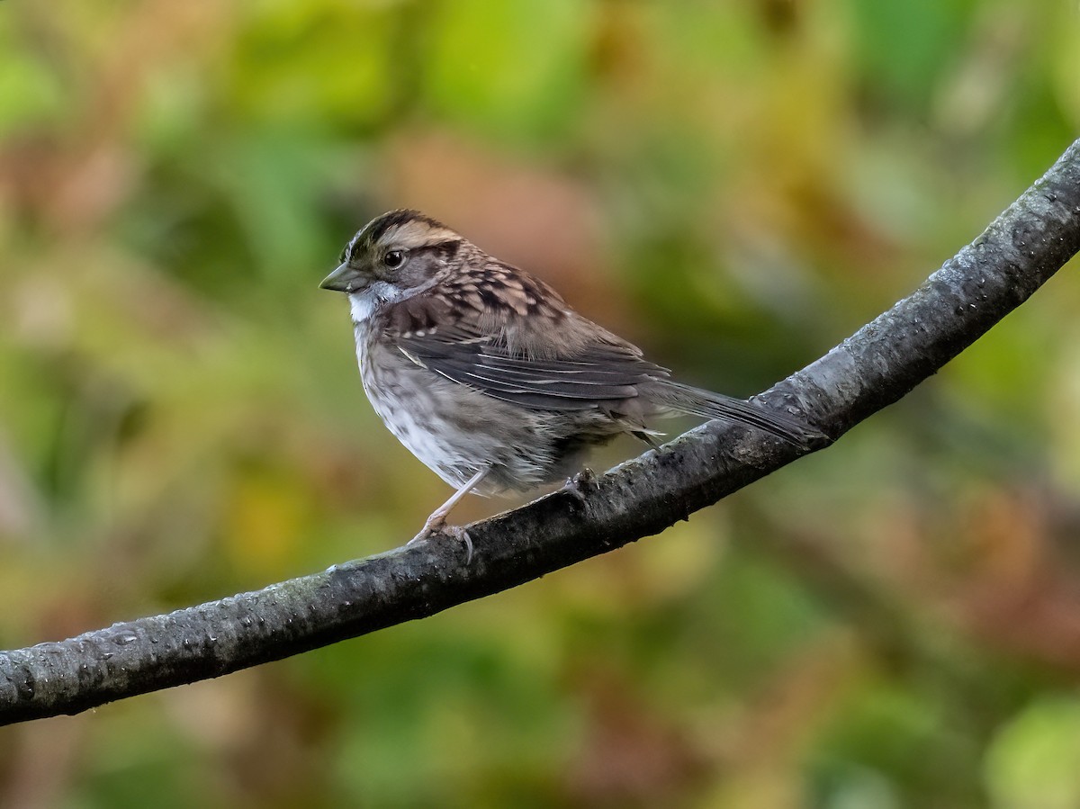 White-throated Sparrow - ML643440879