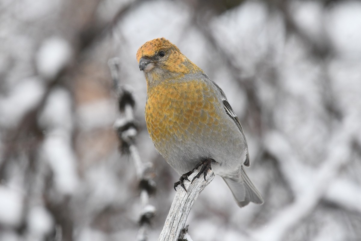 Pine Grosbeak (Eurasian) - ML643440880