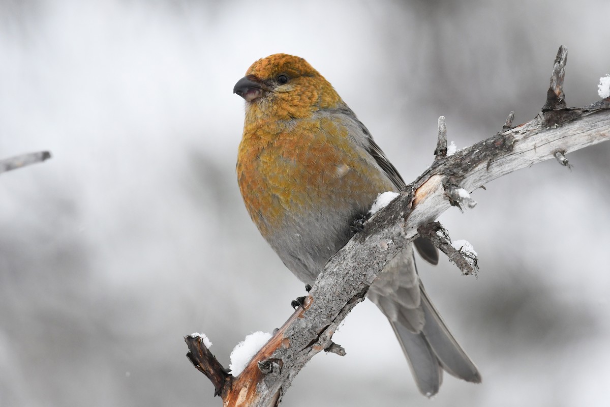 Pine Grosbeak (Eurasian) - ML643440886