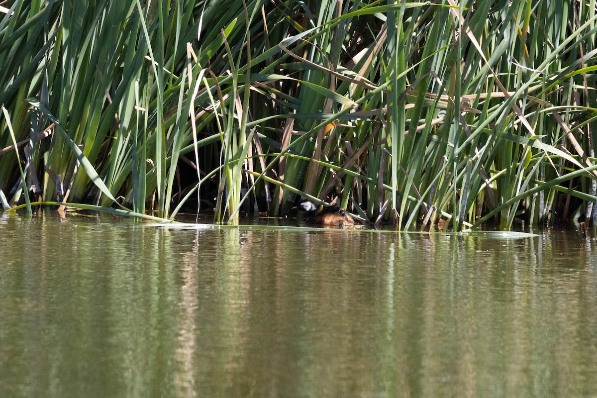 White-tufted Grebe - ML643440888