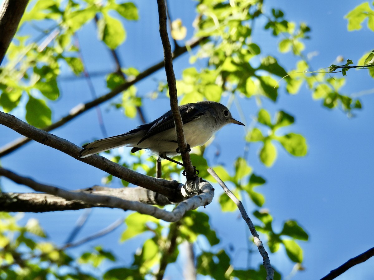 Blue-gray Gnatcatcher - ML643440891