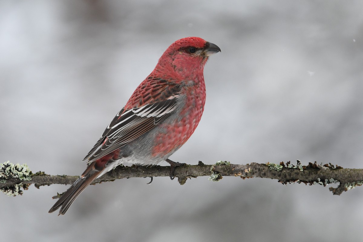 Pine Grosbeak (Eurasian) - ML643440892