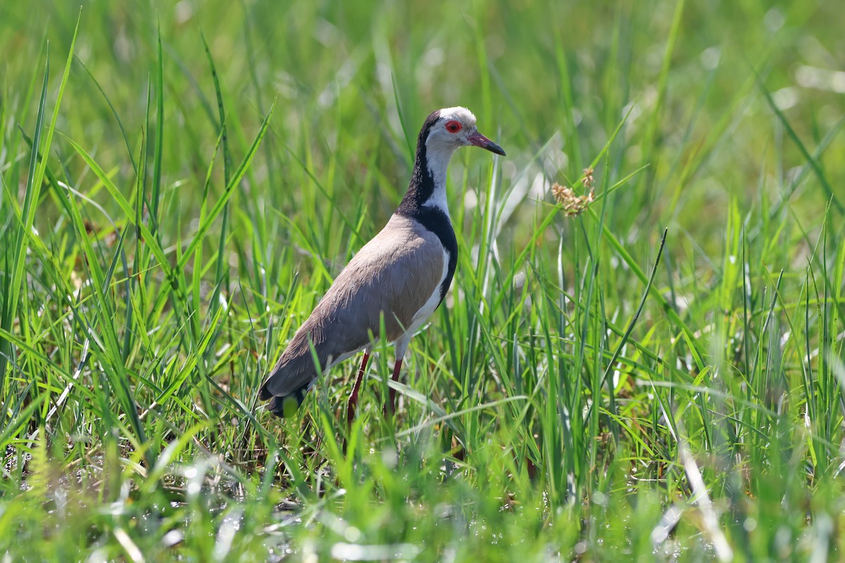 Long-toed Lapwing - ML643440906