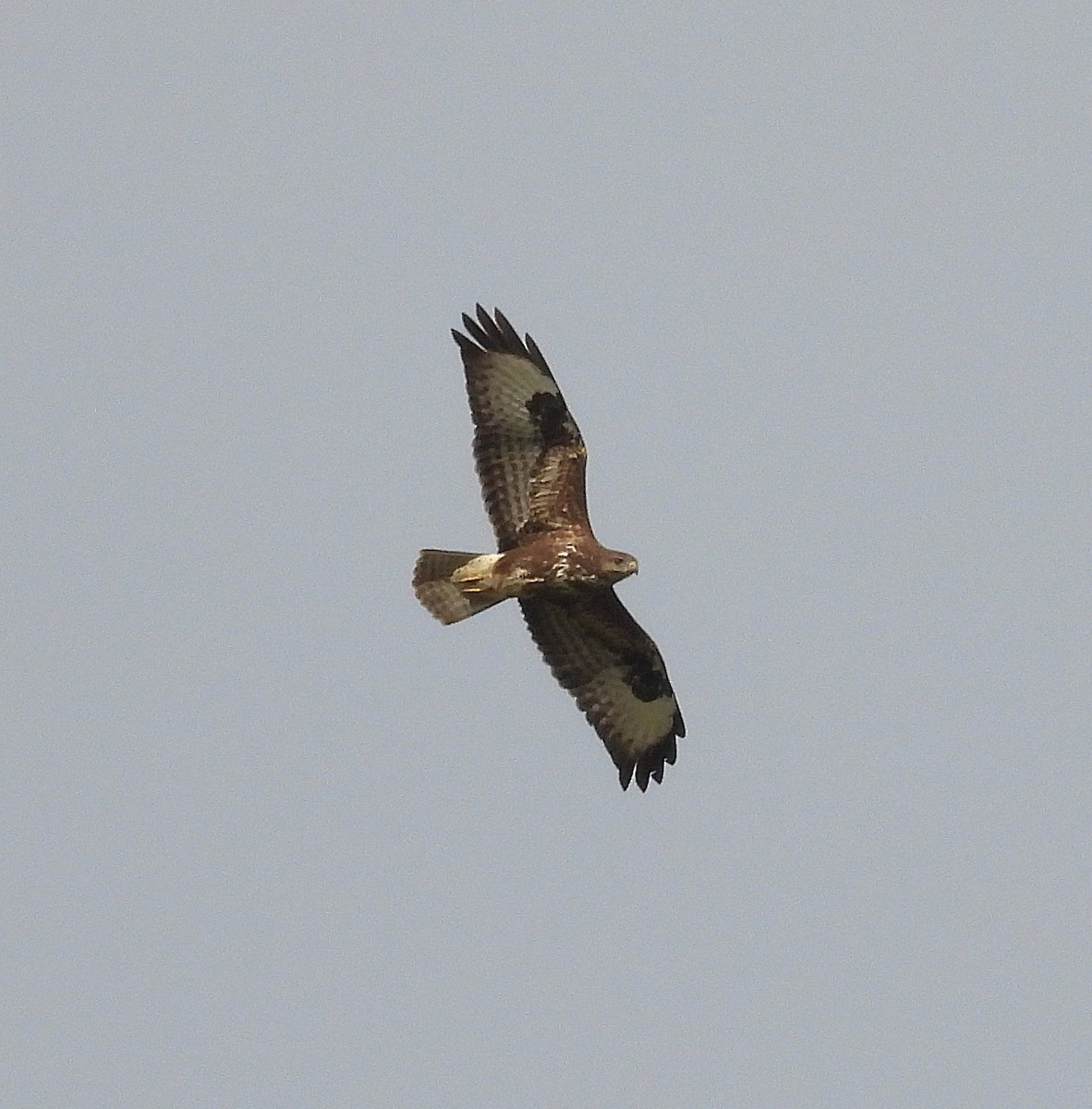 Common Buzzard - ML643440917