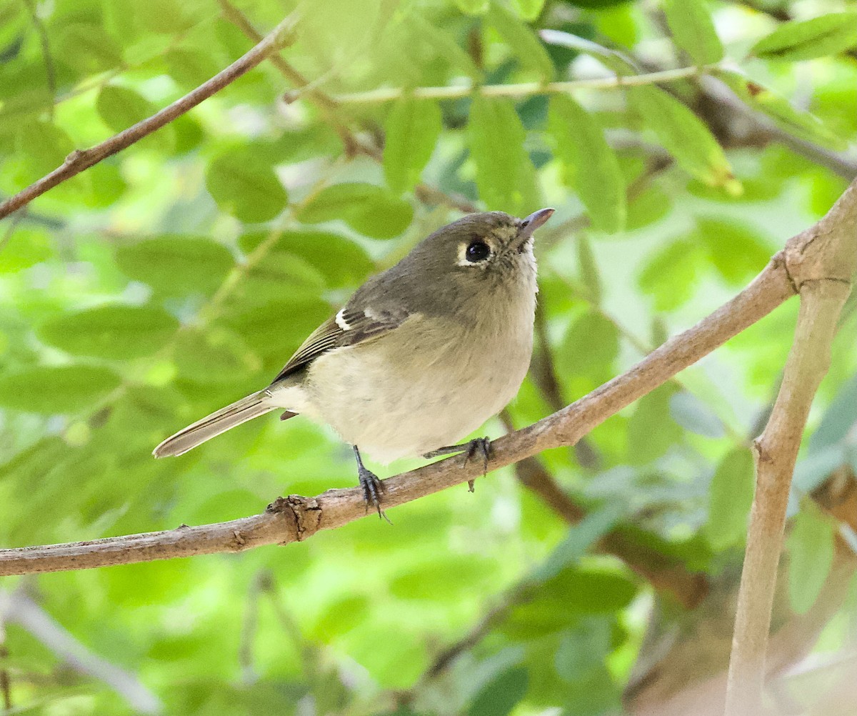 Hutton's Vireo - ML643440924