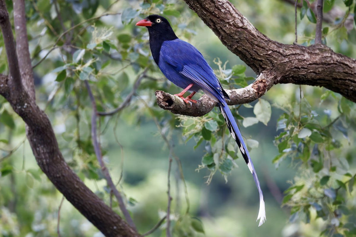 Taiwan Blue-Magpie - ML643440927
