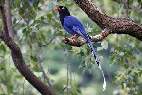 Taiwan Blue-Magpie - Urocissa caerulea - メディア検索 - Macaulay
