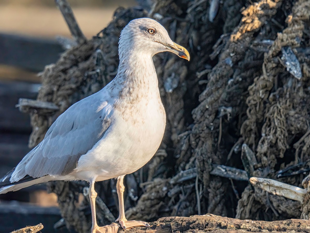 Yellow-legged Gull - ML643440942