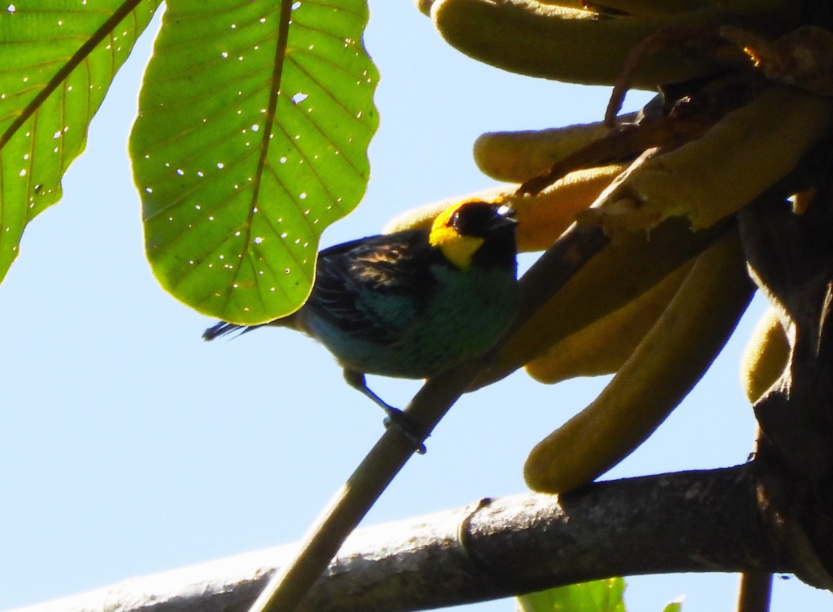 Saffron-crowned Tanager - ML643440950