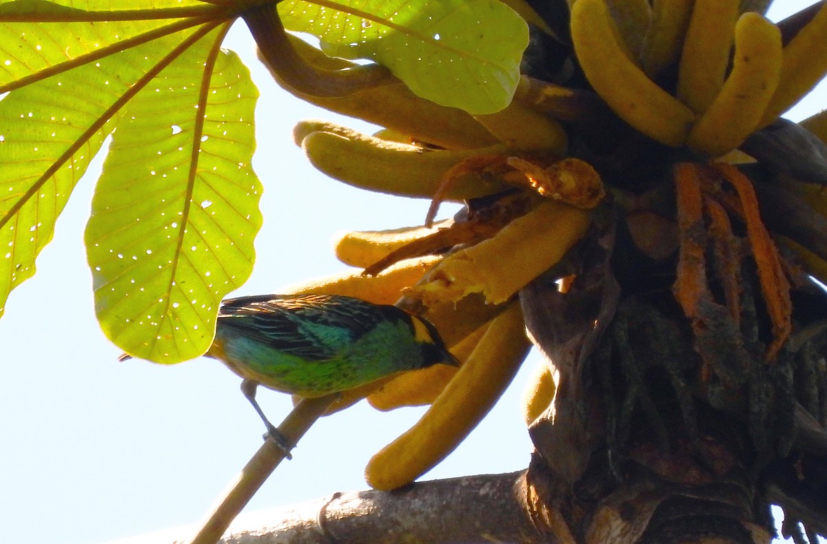 Saffron-crowned Tanager - ML643440951