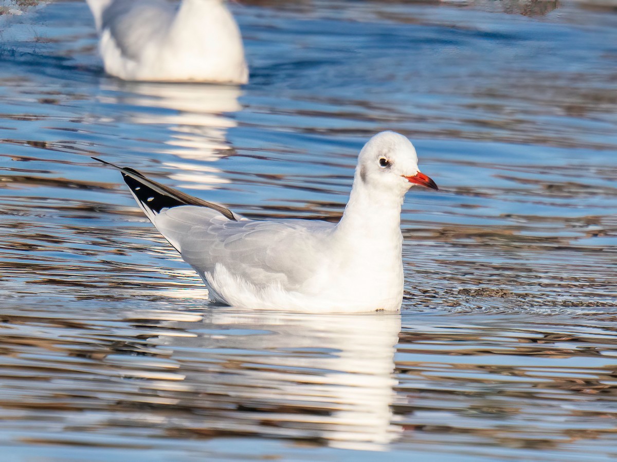 ユリカモメ - ML643440967