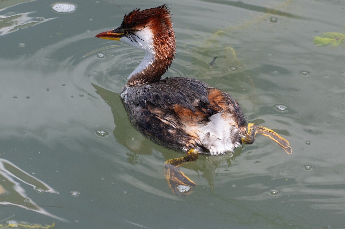 Titicaca Grebe - ML643440973