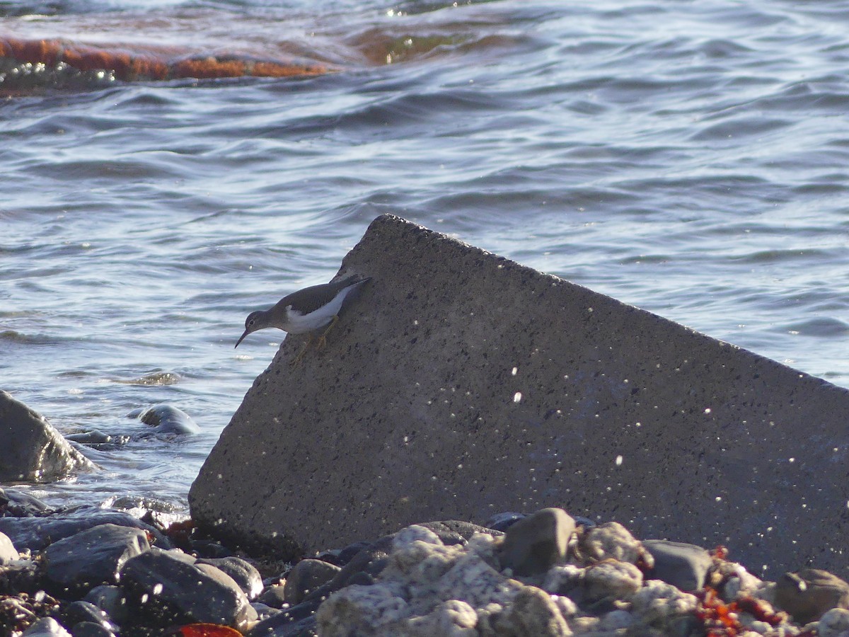 Spotted Sandpiper - ML643440974
