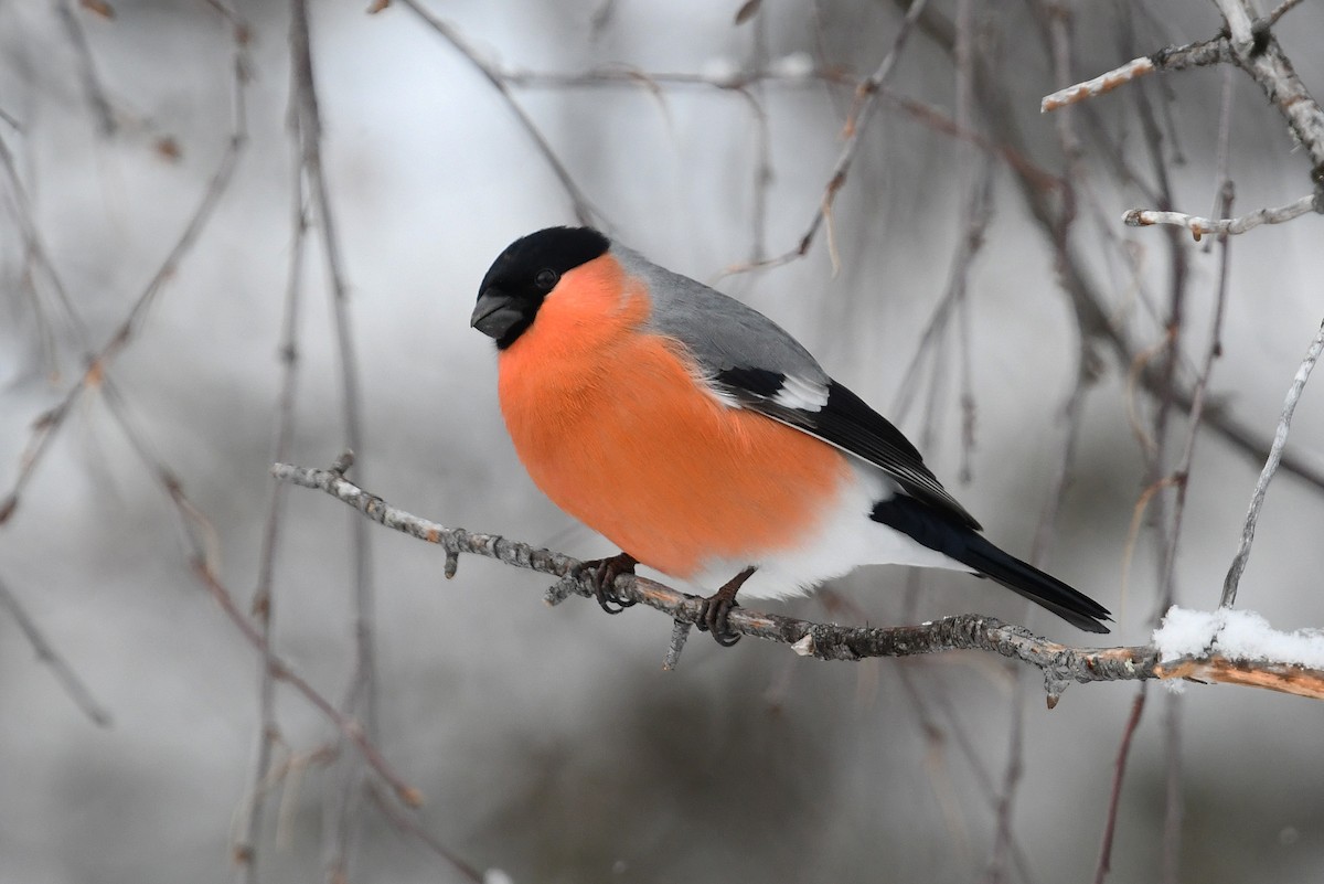 Eurasian Bullfinch - ML643440981