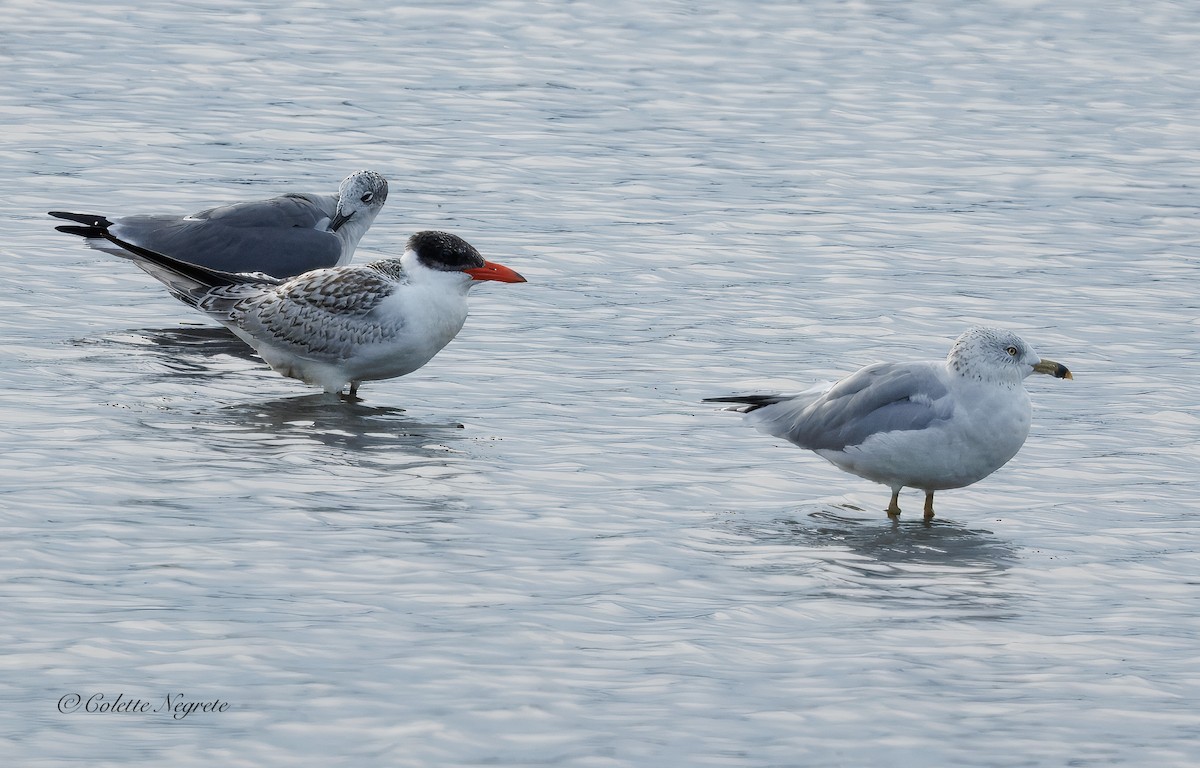 Caspian Tern - ML643440983