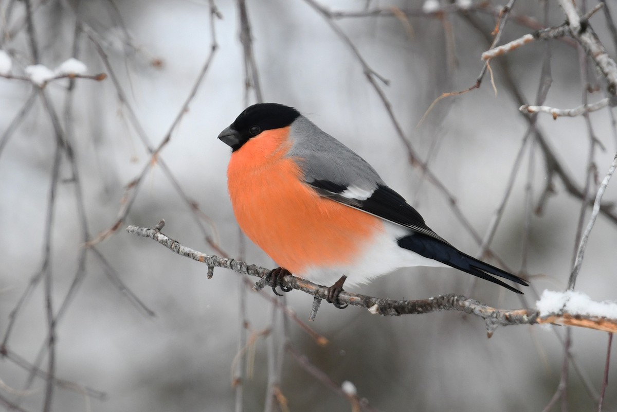 Eurasian Bullfinch - ML643440985