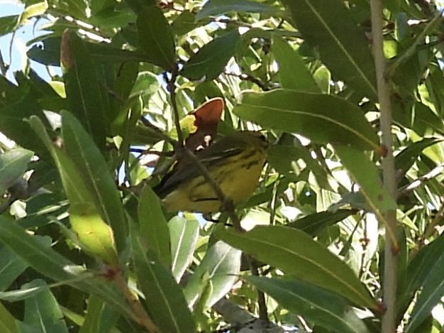 Prairie Warbler - ML643440987