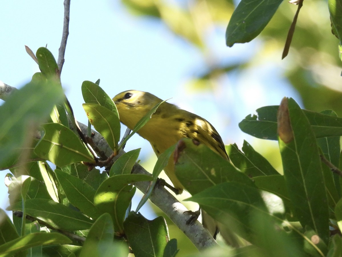 Prairie Warbler - ML643440988