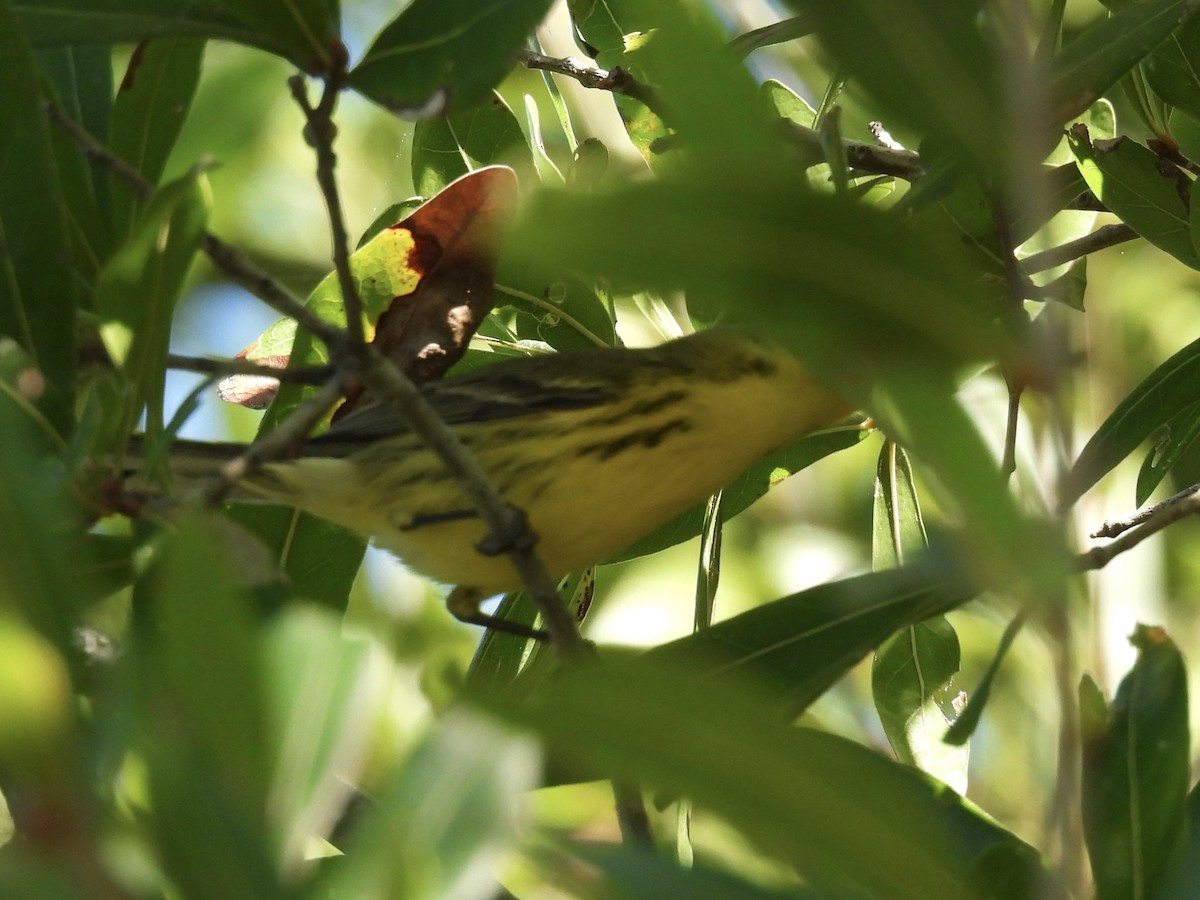 Prairie Warbler - ML643440989