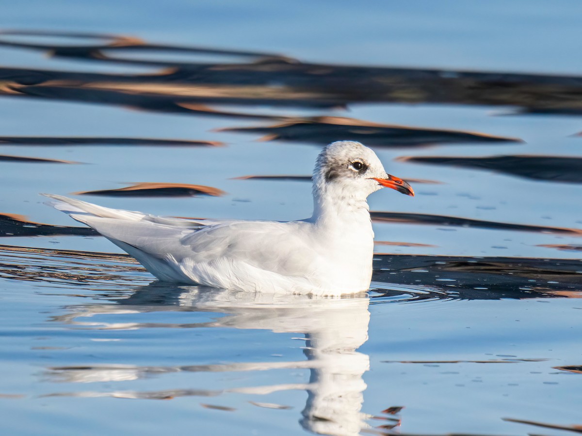 Mediterranean Gull - ML643440990