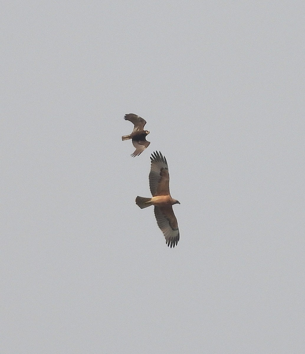 Bonelli's Eagle - ML643440991
