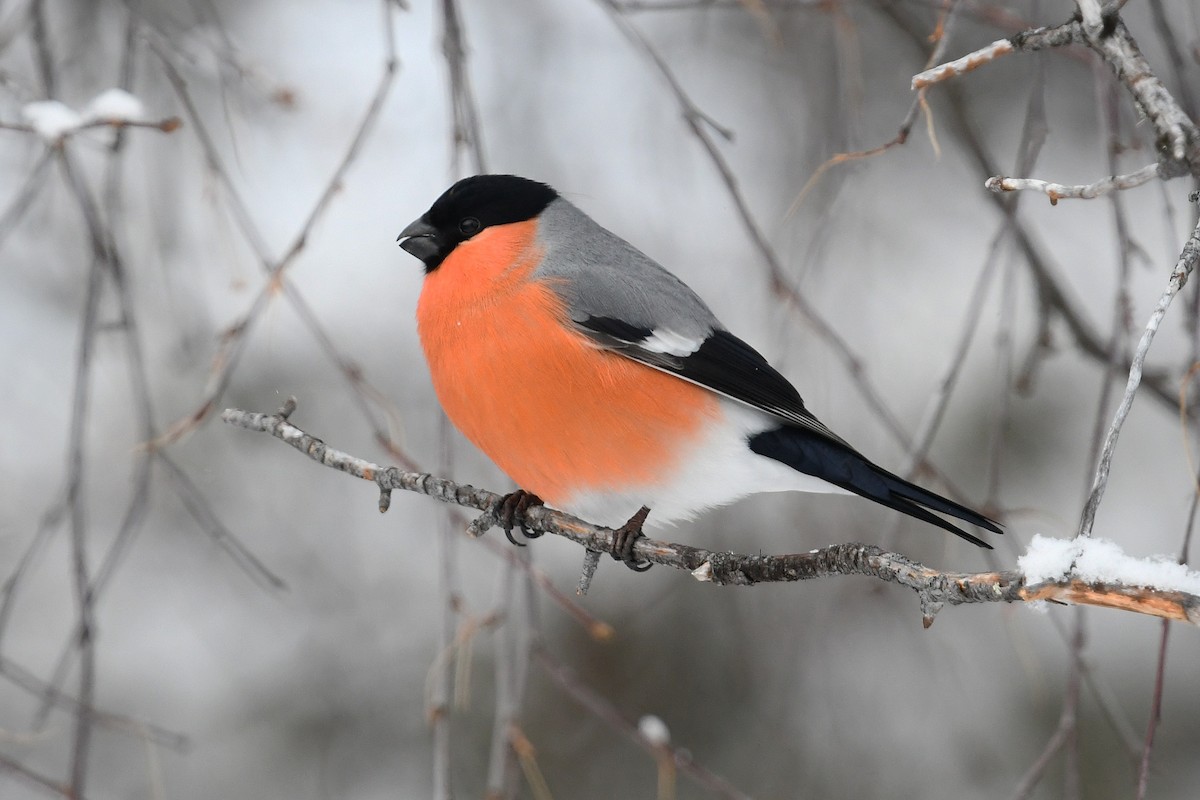 Eurasian Bullfinch - ML643440992