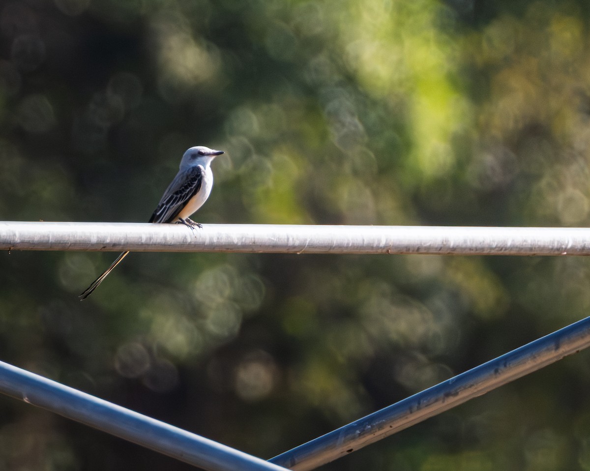 Scissor-tailed Flycatcher - ML643440996