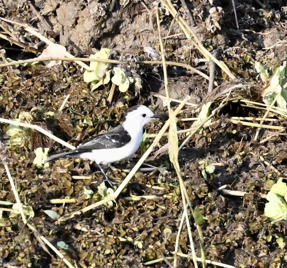 White-headed Marsh Tyrant - ML643440998