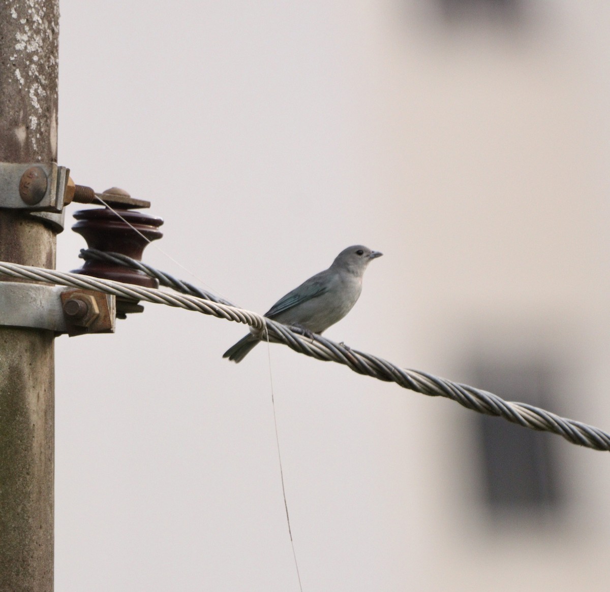 Sayaca Tanager - ML643440999