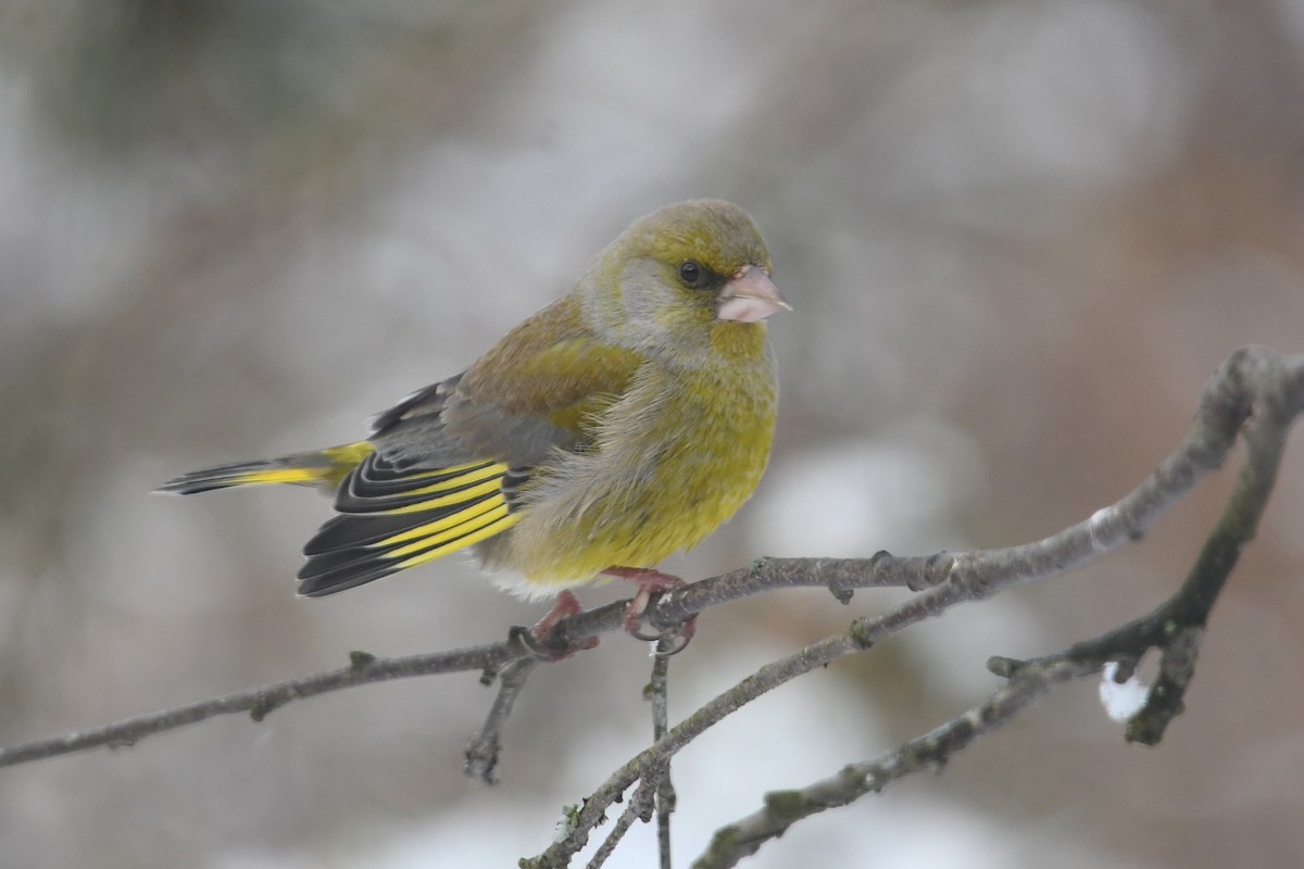 European Greenfinch - ML643441000