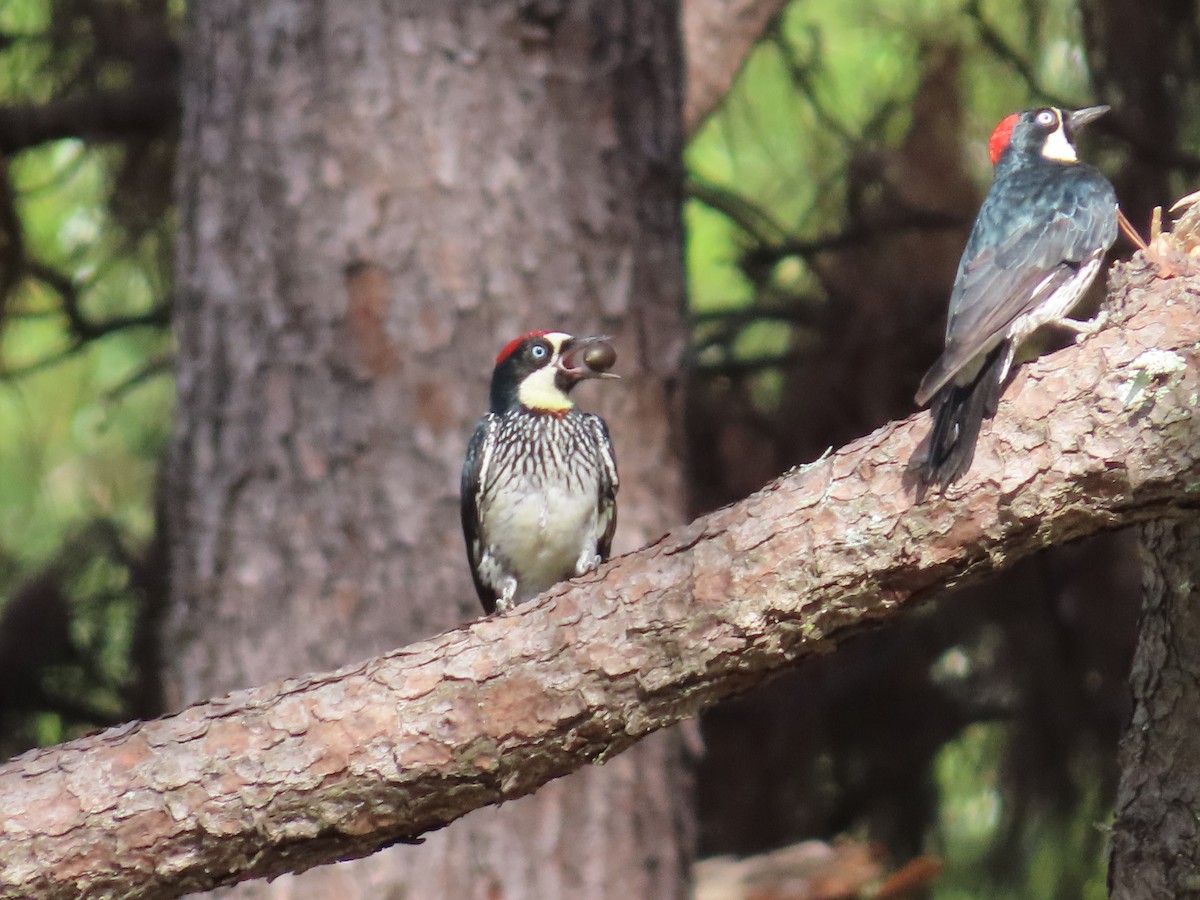 Acorn Woodpecker - ML643441003