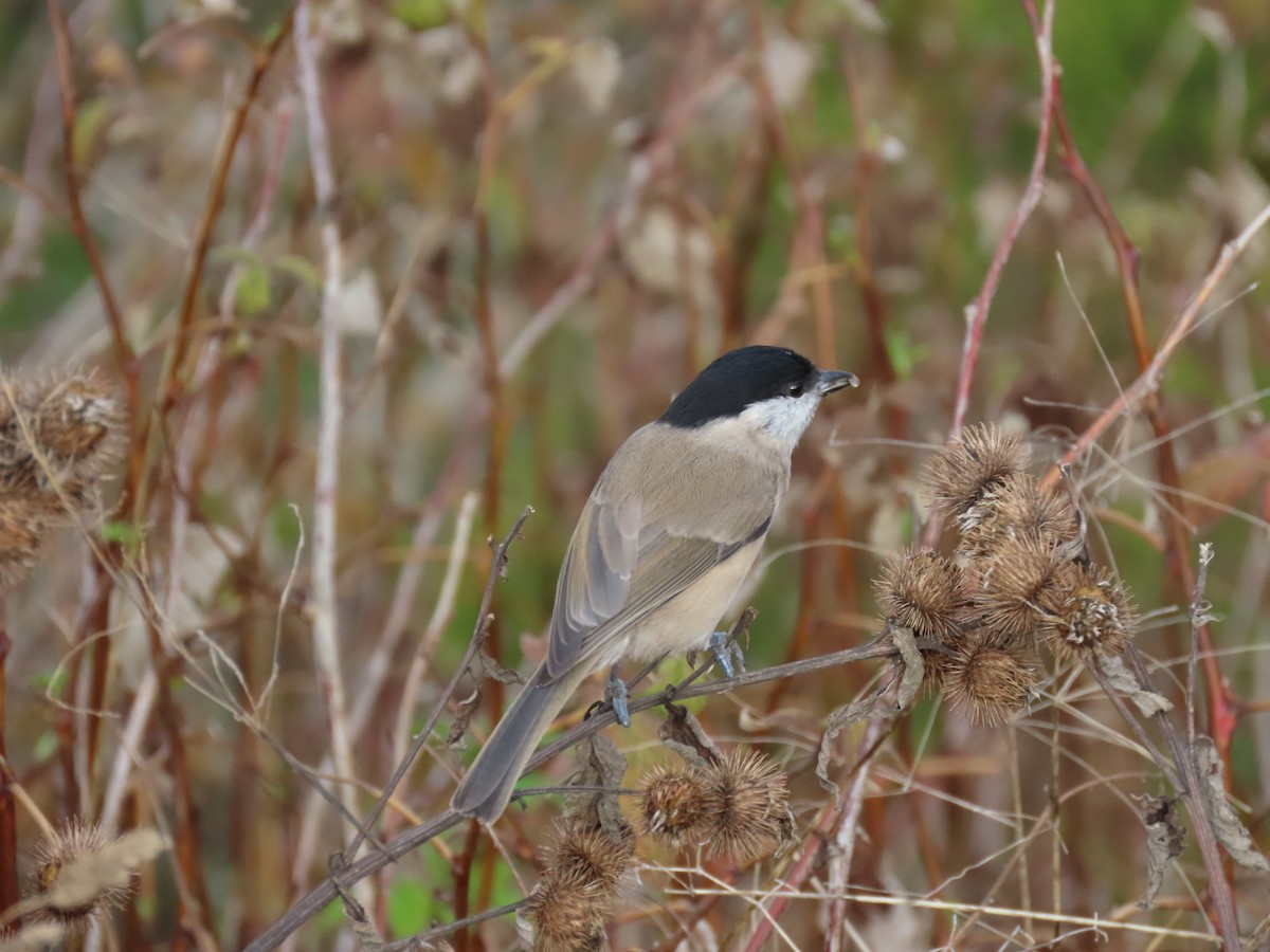 Marsh Tit - ML643441005