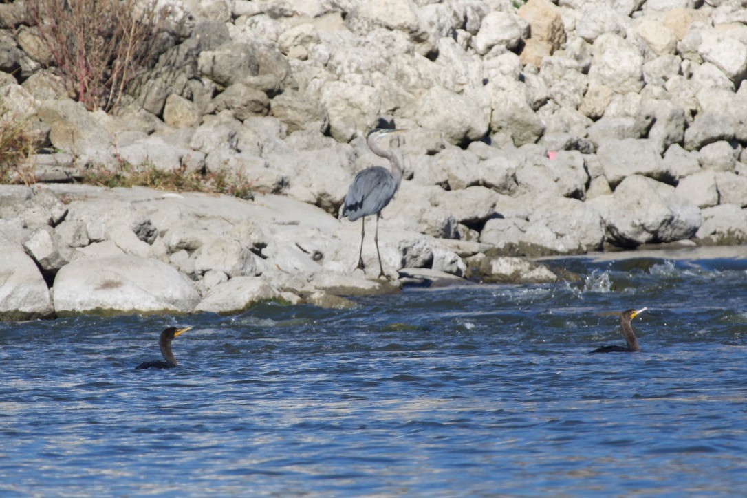 Great Blue Heron - ML643441007
