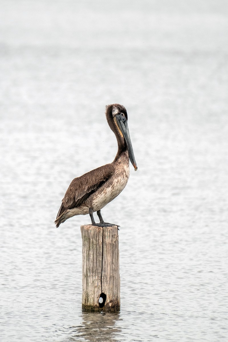 Brown Pelican - ML643441008