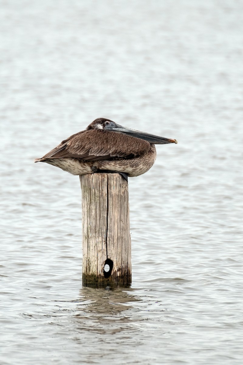 Brown Pelican - ML643441009