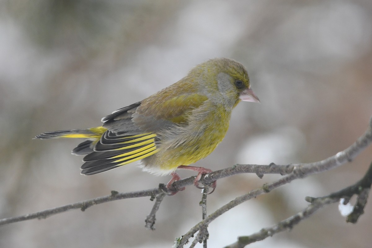 European Greenfinch - ML643441014